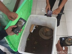 Bisnis Trenggiling di Tasikmalaya Terbongkar, 2 Pria Ditangkap