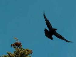 Arti Mitos Burung Gagak Berputar di Atas Rumah, Benarkah Pertanda Kabar Duka?