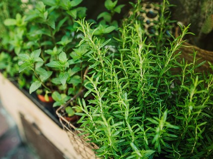 10 Tanaman Pengusir Semut yang Dapat Ditanam di Rumah, Aromanya Enak!