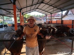 Meski Defisit, Pasokan Sapi di Banyuwangi Aman dan Melimpah