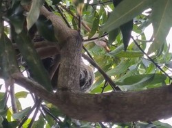 Kuskus Beruang Sulawesi Masuk Permukiman di Barru karena Kelaparan