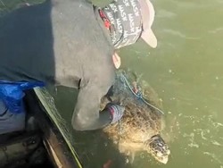 Rela Jaring Robek, Nelayan Kaltara Lepaskan Penyu Hijau yang Tertangkap