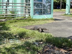 Geger Kemunculan Biawak Segede Komodo di Pangandaran