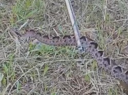 Penampakan Ular Gibug yang Kabur Usai Gigit Pencari Rumput di Brebes