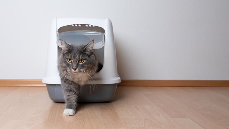 Ilustrasi litter box kucing