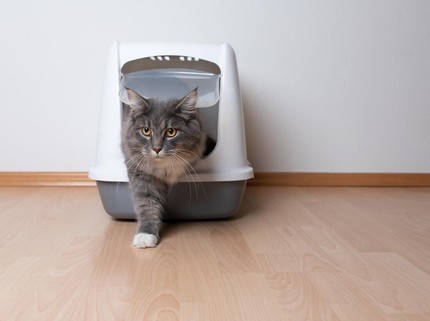 7 Rekomendasi Litter Box Kucing Terbaik Lengkap dari Murah, Tertutup hingga Otomatis