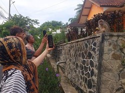 Diduga Kabur dari Kandang Tempat Wisata, Monyet Masuk Kampung-Kejar Warga