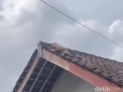 Bocah 2 Tahun di Lombok Merayap di Genteng, Warga Histeris Panik