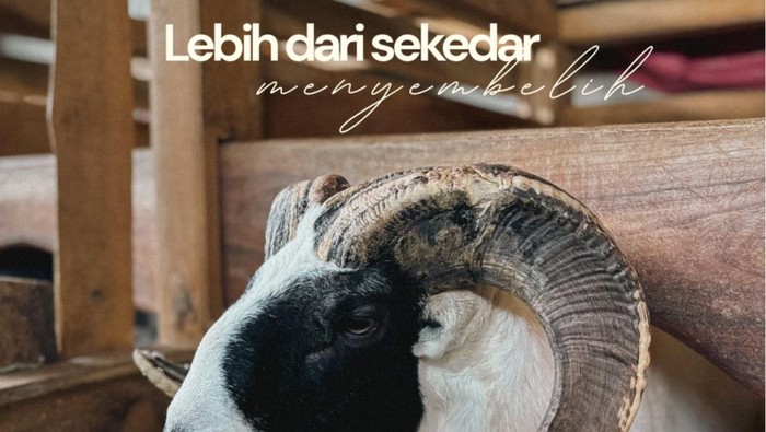 Para shahibul qurban yang membeli hewan qurbannya sebelum mendekati hari Idul Adha, sudah free atau gratis perawatan hewan qurban sampai nanti diantar ke lokasi