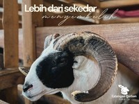 Celengan Qurban Jakarta: Penyedia & Distributor Hewan Qurban Terpercaya