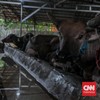 Prabowo Sumbang 18 Sapi Iduladha di Sulawesi Tenggara