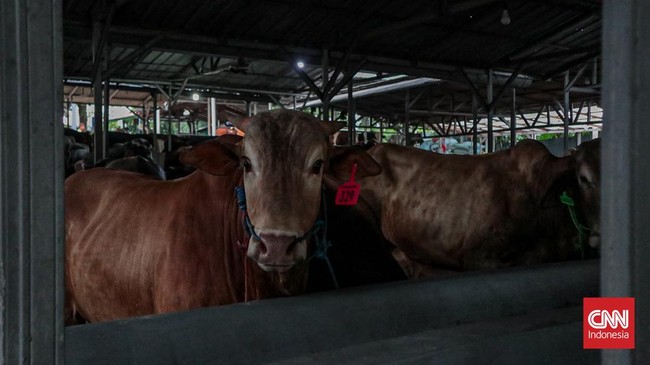 Seorang petugas memandikan sapi ternak di area Pesanggrahan, Jakarta Selatan, Kamis (23/4/2026). CNN Indonesia/Febria Adha L