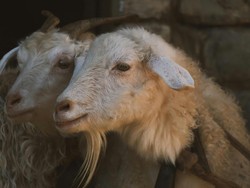 30 Contoh Banner Jualan Hewan Kurban Idul Adha 2026 dan Kata-katanya