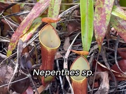 Melihat Kantong Semar Langsung di Alam!