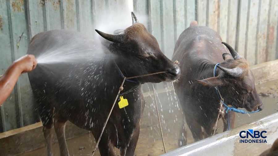 Seorang penjual daging sapi melayani pembeli di Pasar Cijantung, Jakarta Timur, Kamis (23/4/2026). (CNBC Indonesia/Muhammad Sabki)
