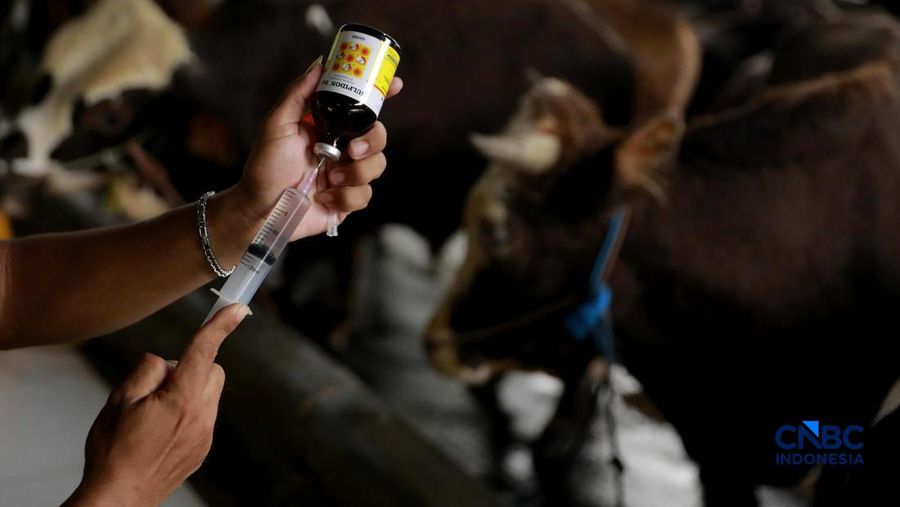 Pekerja merawat hewan ternak sapi di kandang peternakan sapi Betawi Muda, Petukangan, Jakarta, Kamis (23/4/2026). (CNBC Indonesia/Muhammad Sabki)