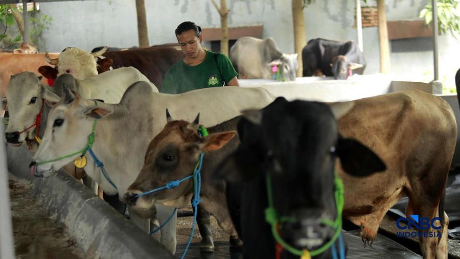 Pekerja merawat hewan ternak sapi di kandang peternakan sapi Betawi Muda, Petukangan, Jakarta, Kamis (23/4/2026).