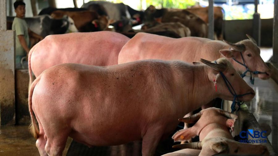 Pekerja merawat hewan ternak sapi di kandang peternakan sapi Betawi Muda, Petukangan, Jakarta, Kamis (23/4/2026).