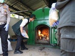 Petugas Karantina Banten Temukan Gulma Invasif di Produk Impor Asal Australia