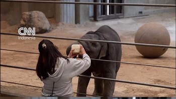 Bikin Gemas, Bayi Gajah Asia Debut di Kebun Binatang AS Saat Hari Bumi