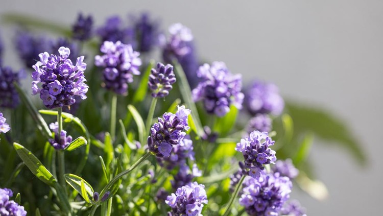 lavender flowers in the summer garden