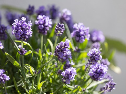 10 Tumbuhan yang Daunnya Harum, Bikin Rumah dan Taman Lebih Segar