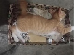 Terulang Lagi Tragedi Kucing Mati Misterius di Kota Malang