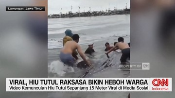 VIDEO: Viral, Hiu Tutul Raksasa Bikin Heboh Warga