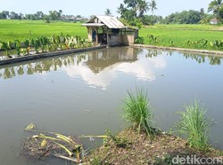 Peternak Tasikmalaya Resah Pencuri Kuras Habis 3 Kolam Ikan