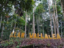 Surga Tersembunyi Birdwatcher! Ratusan Burung Endemik di TN Bogani Wartabone