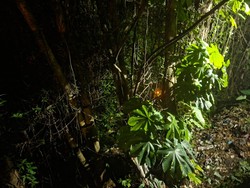 Kesaksian Warga Ungkap Percekcokan Sebelum Wanita Loncat ke Jurang di Bogor