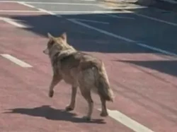 Viral Serigala Kabur Ternyata Foto AI, Polisi Tangkap Pelaku Hoaks