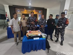 Penyelundupan 39 Ribu Benur Rp 1,1 M dari Juanda ke Singapura Digagalkan