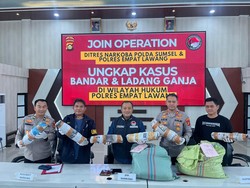 Polda Sumsel Bongkar Ladang Ganja di Empat Lawang, Sita 220 Kg Ganja