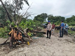 Warga di Bangka Selatan Tewas Tertimpa Pohon Tumbang