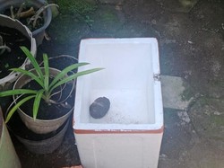 Galian WC Berujung Temuan Granat Nanas Diduga Aktif di Cirebon