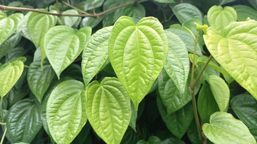 Ilustrasi daun sirih