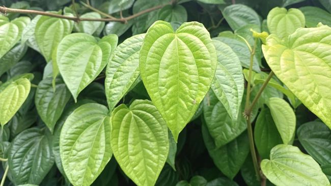 Heboh Totok Ferizka Utami, Ini 10 Manfaat Daun Sirih bagi Kesehatan