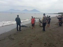 Lumba-lumba Hidung Botol Mati Terdampar di Pantai Batu Kebo Jembrana