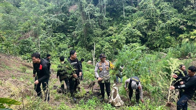 Polisi ungkap ladang ganja 20 hektare di Muara Pinang, Sumsel, setelah menangkap bandar utama. Sebanyak 220 kg ganja siap edar disita.