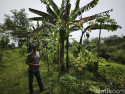 Geram Warga Sukorejo Semarang Pisang-Ketelanya Diembat Kawanan Monyet