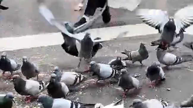 Salah satu pemandangan unik di Masjid Nabawi, Madinah adalah ribuan burung merpati yang terbang bebas.