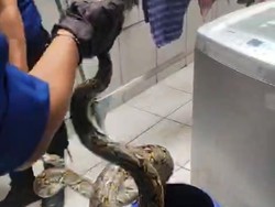 Piton 2 Meter Ngumpet di Bawah Mesin Cuci Warga Gajahmungkur Semarang