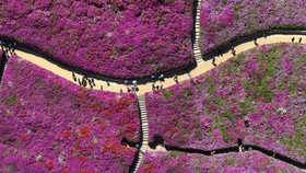 FOTO: Festival Azalea, Kala Bunga-Bunga Bermekaran Memanjakan Mata