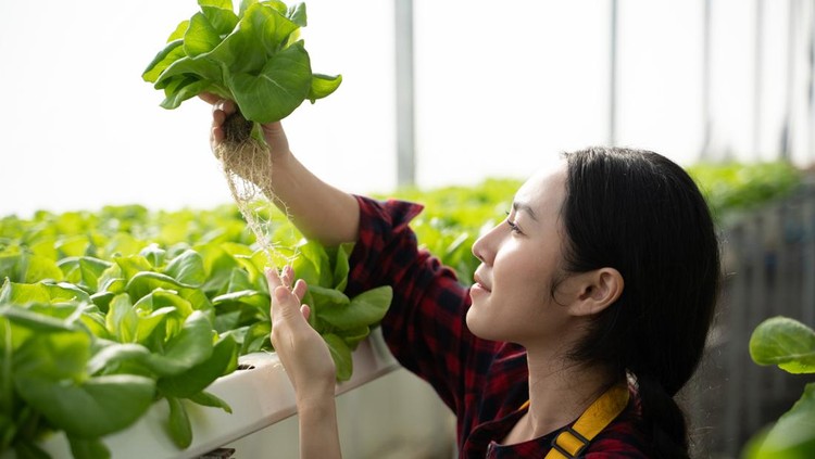 Young asian woman worker checking quality of vegetables hydroponic&period; Hydroponics farm Organic fresh harvested vegetables concept