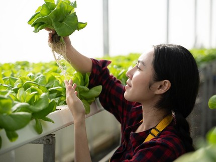 15 Tanaman Hidroponik di Rumah yang Mudah Dirawat, Panen Sayur Segar!