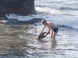Diselidiki gegara Pegang-pegang Penyu, Turis Ini Malah Ngaku Ditabrak