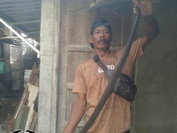 Ayam di Baran Klaten Gaduh Siang-siang, Ternyata Kobra Jawa Lagi Makan Telur