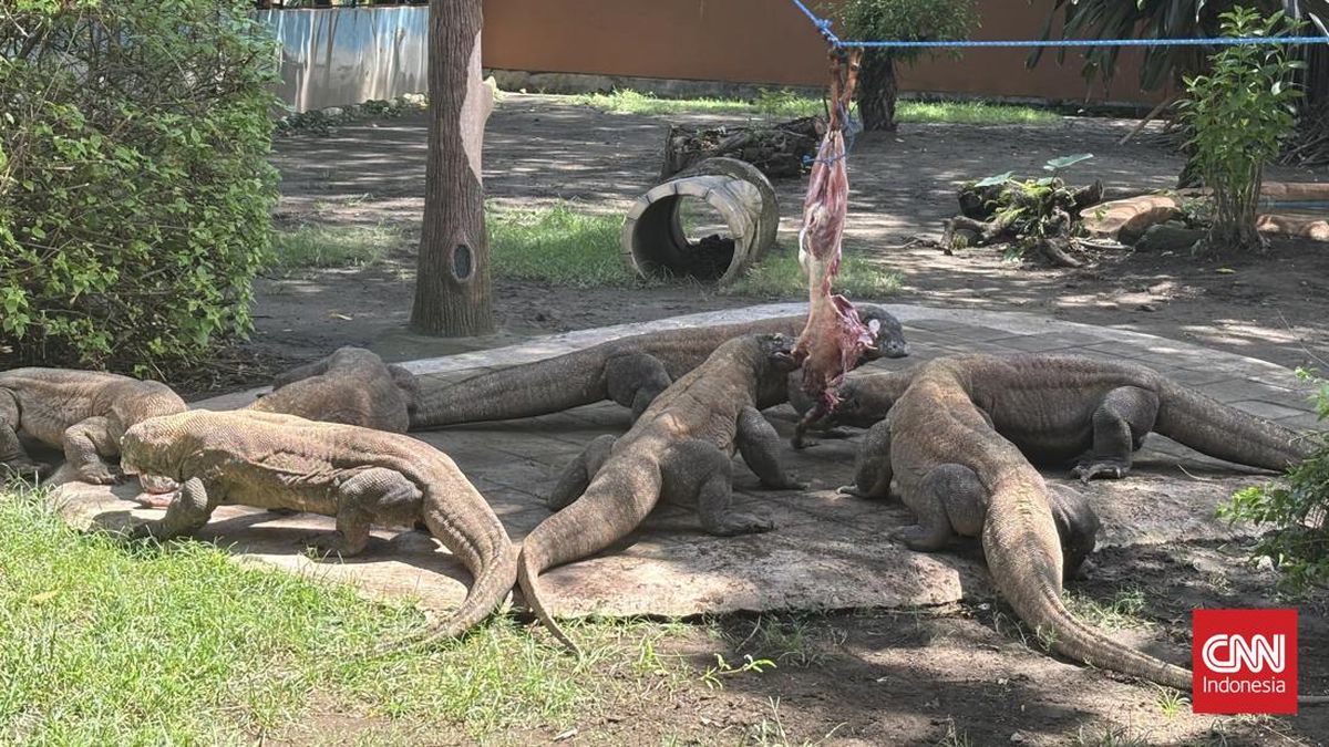 Kebun Binatang Surabaya Pinjamkam Dua Ekor Komodo ke Jepang, Buat Apa?