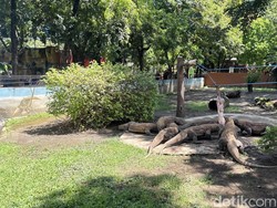 KBS Pinjamkan Sepasang Komodo ke Jepang